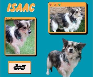 Papillon-Unknown Mix Dogs for adoption in Lindsay, CA, USA