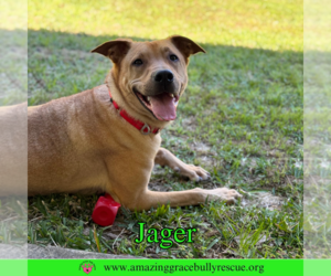 Mutt Dogs for adoption in Pensacola, FL, USA