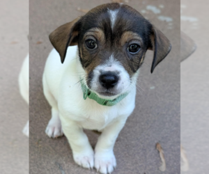 Chihuahua-Unknown Mix Dogs for adoption in Brooklyn Center, MN, USA