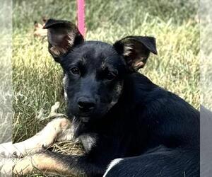 German Shepherd Dog-Unknown Mix Dogs for adoption in Yardley, PA, USA