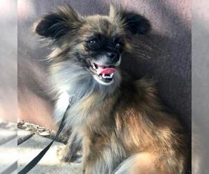 Pomeranian Dogs for adoption in Austin, TX, USA