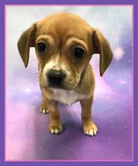 Medium Photo #1 Minnie Jack Puppy For Sale in Healdsburg, CA, USA