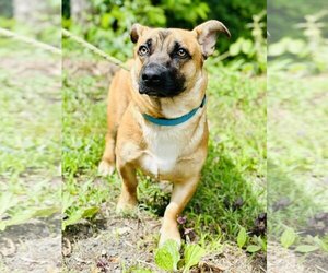 Pembroke Welsh Corgi-Unknown Mix Dogs for adoption in Clarkesville, GA, USA