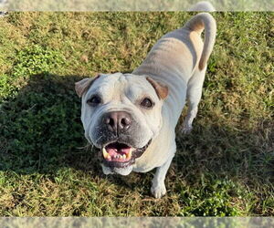 Chinese Shar-Pei-Unknown Mix Dogs for adoption in Ocala, FL, USA