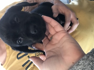 Labrottie Dogs for adoption in Grand Haven, MI, USA