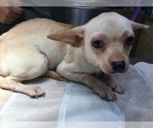 Chihuahua Dogs for adoption in Riverside, CA, USA