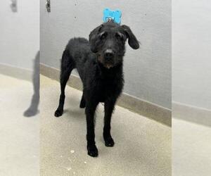 Poodle (Standard)-Unknown Mix Dogs for adoption in Las Vegas, NV, USA