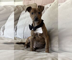 Italian Greyhound-Unknown Mix Dogs for adoption in Phoenix, AZ, USA