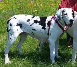 Great Dane Dogs for adoption in Huntington, VT, USA