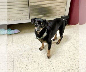 Chihuahua Dogs for adoption in Candler, NC, USA