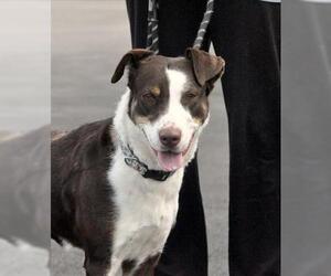 Borador Dogs for adoption in Canfield, OH, USA