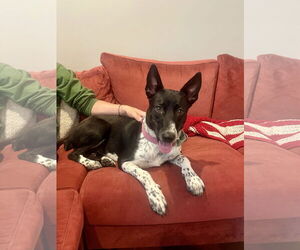 Border Collie-Unknown Mix Dogs for adoption in Aurora, CO, USA