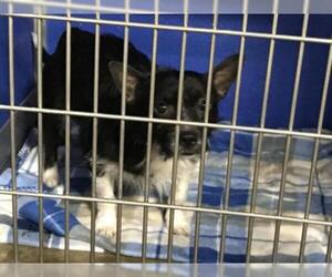 Chihuahua Dogs for adoption in Pierceton , IN, USA