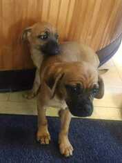 Puggle Dogs for adoption in Glen Haven, WI, USA