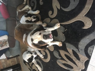 Saint Bernard Dogs for adoption in Williamsville, IL, USA