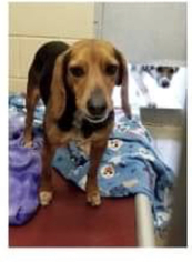 Beagle Dogs for adoption in Littleton, CO, USA