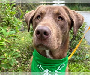 Chesapeake Bay Retriever-Unknown Mix Dogs for adoption in Anchorage, AK, USA