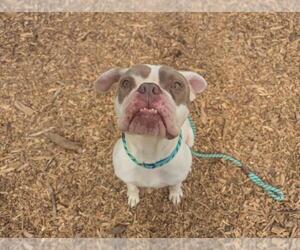 Boxer-Unknown Mix Dogs for adoption in Santa Cruz, CA, USA