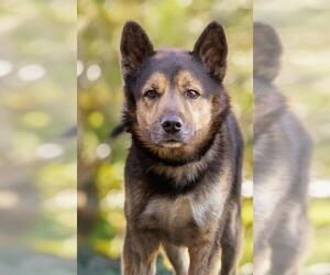 Akita-German Shepherd Dog Mix Dogs for adoption in Belleville, IL, USA
