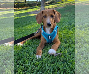 Beagle Dogs for adoption in Menifee, CA, USA