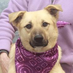 Small Collie-German Shepherd Dog Mix