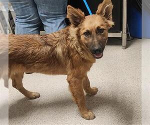 German Shepherd Dog Dogs for adoption in Bakersfield, CA, USA