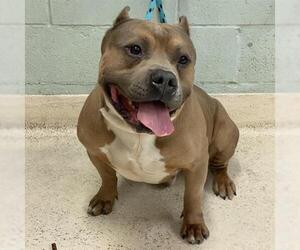 American Staffordshire Terrier Dogs for adoption in Rancho Cucamonga, CA, USA
