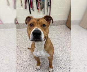American Pit Bull Terrier Dogs for adoption in Brighton, CO, USA