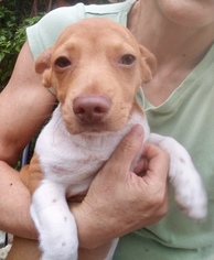 Medium Photo #1 Pembroke Welsh Corgi Puppy For Sale in PIPE CREEK, TX, USA