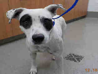 Dalmatian Dogs for adoption in Fort Lauderdale, FL, USA