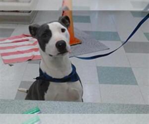 American Staffordshire Terrier-Unknown Mix Dogs for adoption in Oklahoma City, OK, USA