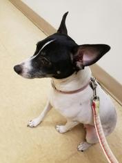 Rat Terrier Dogs for adoption in Springville, NY, USA