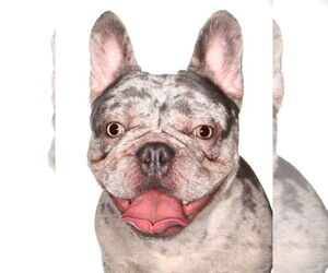 French Bulldog Dogs for adoption in Oakland Park, FL, USA