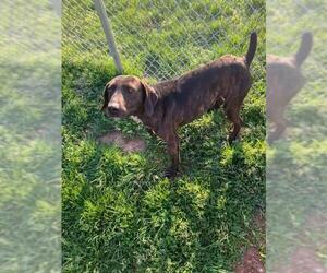 Mountain Cur Dogs for adoption in Harrisville, WV, USA