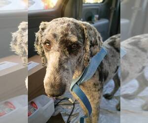 Australian Shepherd-Unknown Mix Dogs for adoption in Royal Palm Beach, FL, USA