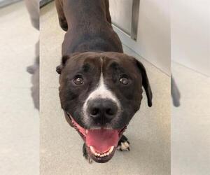 American Pit Bull Terrier-Unknown Mix Dogs for adoption in Fayetteville, NC, USA