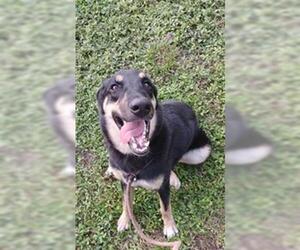 German Shepherd Dog-Unknown Mix Dogs for adoption in Fort Lauderdale, FL, USA