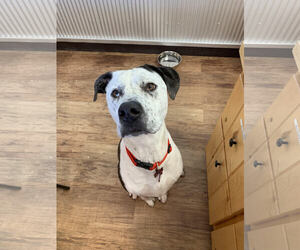 American Bulldog-Pointer Mix Dogs for adoption in Cincinnati, OH, USA
