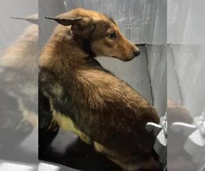 German Shepherd Dog-Unknown Mix Dogs for adoption in San Antonio, TX, USA