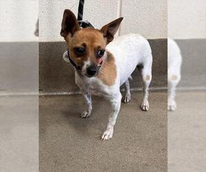 Mutt Dogs for adoption in Forestville, MD, USA