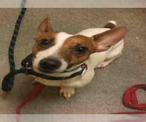 Jack Russell Terrier Dogs for adoption in Greenbelt, MD, USA