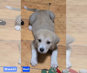 Anatolian Shepherd-Unknown Mix Dogs for adoption in Alexander, AR, USA