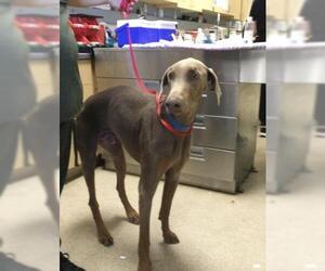 Doberman Pinscher Dogs for adoption in Riverside, CA, USA