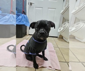 Chug Dogs for adoption in El Centro, CA, USA