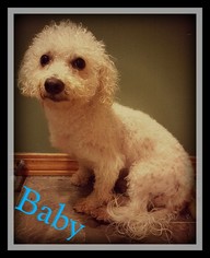 Bichon Frise Dogs for adoption in Chicago, IL, USA