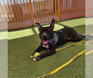 Mutt Dogs for adoption in Las Vegas, NV, USA