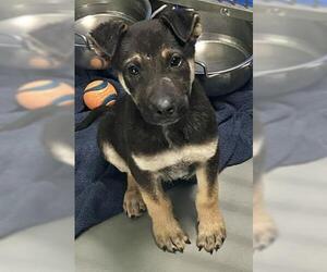 German Shepherd Dog-Unknown Mix Dogs for adoption in Visalia, CA, USA