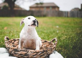 Medium Photo #1 Bulldog-Unknown Mix Puppy For Sale in Perry, GA, USA