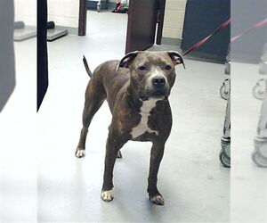 Mutt Dogs for adoption in Fayetteville, NC, USA