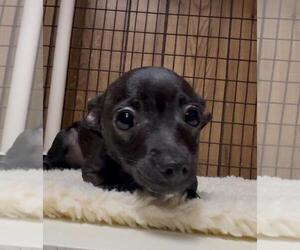 Chihuahua Dogs for adoption in Parlier, CA, USA